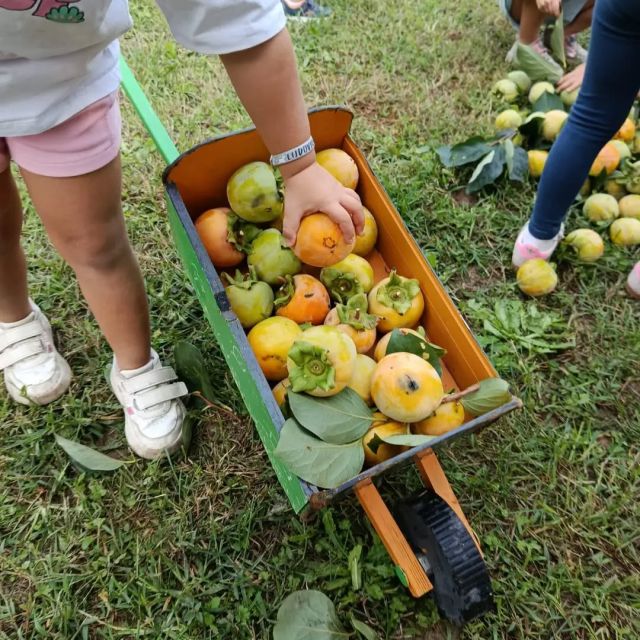 Ci sono alberi golosi nel nostro giardino in autunno. I merli, i pappagalli, i piccioni, i passeri, le cince lo sanno e vengono a sfamarsi da noi offrendoci l'occasione di un'osservazione da vicino, dai vetri delle nostre classi.
Questi frutti, in particolare i cachi, sono cosi tanti che occorre però anche assaggiarli🙃
Hanno bisogno di maturare ancora un pochino ma potranno farlo nelle case di ciascun bambino.
Oggi infatti, con il prezioso aiuto di Adriano, nostro volontario entusiasta e mai stanco, ne abbiamo raccolti parecchi dall'albero che li fa più buoni. Tutti i sensi sono all'opera e ogni famiglia potrà portarne a casa uno da far maturare vicino alle mele per poi assaggiarlo per scoprire come mai gli uccellini del nostro giardino li apprezzino cosi tanto😄
Il loro gusto non è sempre apprezzato ma siamo capaci, noi adulti di non influenzare i gusti dei bambini?
#scuoladellinfanzia 
#bambini 
#peschieraborromeo
#terradeicachi